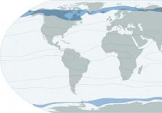 Кліматичні зони світу - класифікація, карта та опис типів клімату по Алісову
