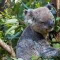 Erszényes állat - koala vagy medve táskával (Ausztráliában él): leírás, érdekességek, fotók és képek, videó - koala ölelés