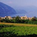 Wilayah anggur Lombardy