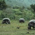 Lonely George - kura-kura paling terkenal di dunia Kura-kura gajah George