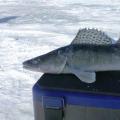 เหยื่อที่ดีที่สุดสำหรับการตกปลาแซนเดอร์ในฤดูหนาว