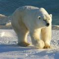 Polar ayiqlar haqida qiziq faktlar